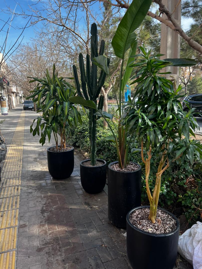 گلخانه ارکیده در مشهد